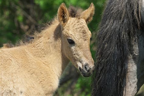 newborn foal - Pentax User Photo Gallery