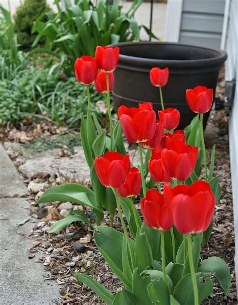 Visit My Garden: Perennializing Tulips