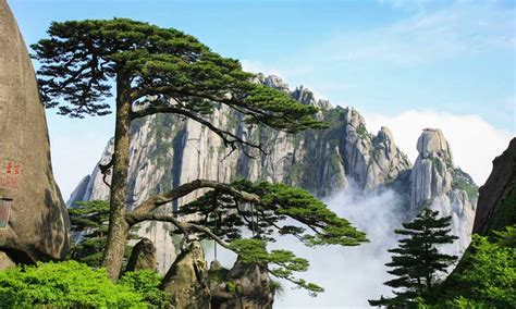 Huangshan Pine | Brocade Travel Co., Ltd