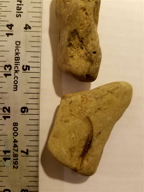 Molds? Of? - Fossil ID - The Fossil Forum