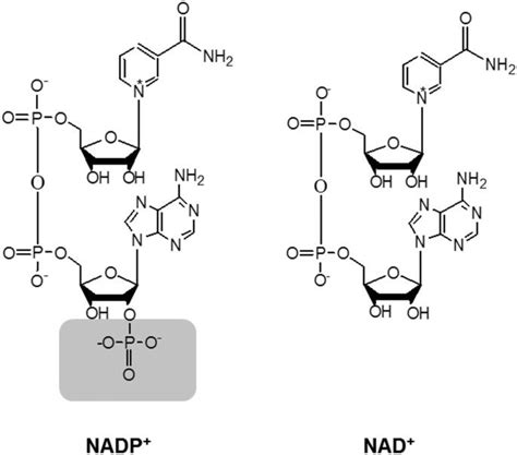 Nad Nadp Structure