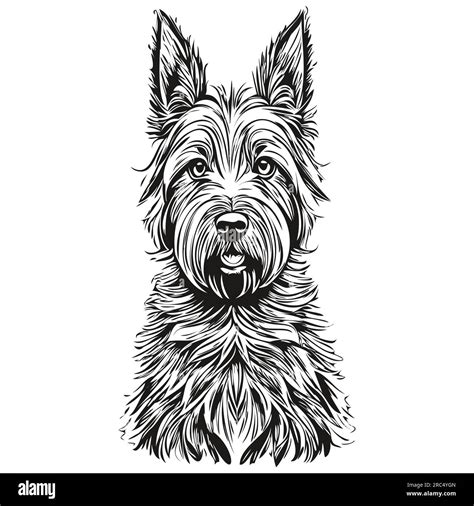 Scottish terrier Stock Vector Images - Alamy