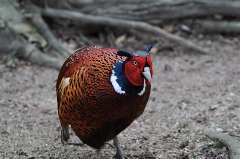 Common/ Ring Necked Pheasant- male | Another look at the bri… | Flickr