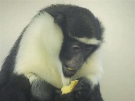 Roloway Monkey - Facts, Diet, Habitat & Pictures on Animalia.bio