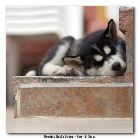 Sleeping Husky Puppy by jevigar on DeviantArt