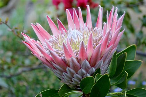 king protea flower south africa - Georgette Jeffries