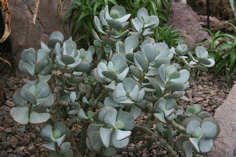 Crassula arborescens (Chinese Jade, Silver Dollar, Silver Dollar Jade, Silver Dollar Plant ...