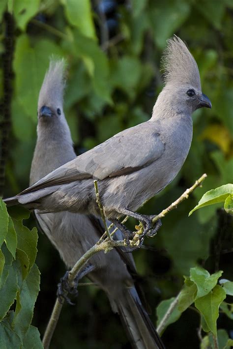 Botswana and Zambia: Grey Lourie