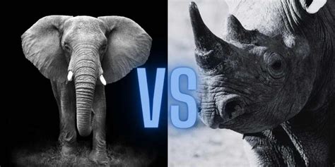 Elephant vs Rhino: An Epic Wildlife Face-off Explored