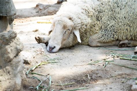 Sheep sleeping - Creative Commons Bilder