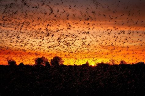 Premium AI Image | Swarm of locusts silhouetted against sunset sky created with generative ai