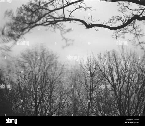 Trees Blowing Wind High Resolution Stock Photography and Images - Alamy