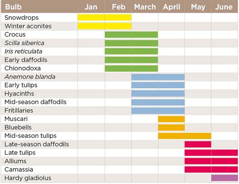 Spring bulbs: how to get colour for longer