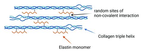 Proposed incorporation of elastin into a collagen fibril (hydrophilic... | Download Scientific ...