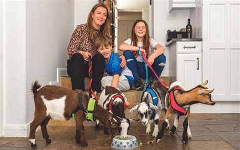 Can Pygmy Goats Live With Dogs