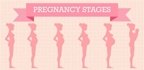 Stages of Pregnancy: Weeks 1-20