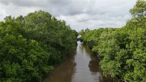 Mengenal Mangrove: Ekosistem yang Jadi Pelindung Kawasan Pesisir Pantai | Pilar.ID