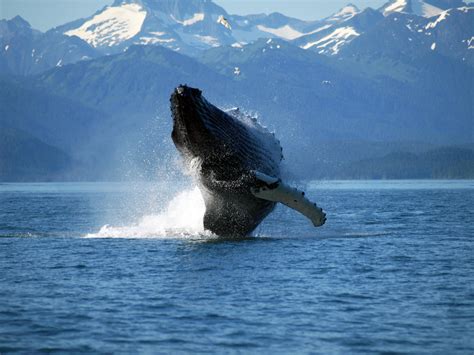 Whales, ships more common through Bering Strait | UW News