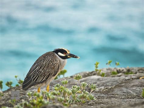 Bermuda Flora & Fauna | Gavin Howarth | Bermuda Scenic Photography