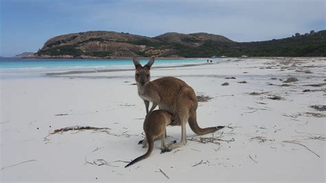 Kangaroos at Lucky Bay - Inspiration Outdoors