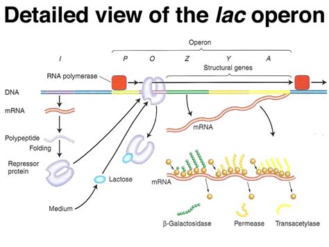 Diagram Of Lac Operon