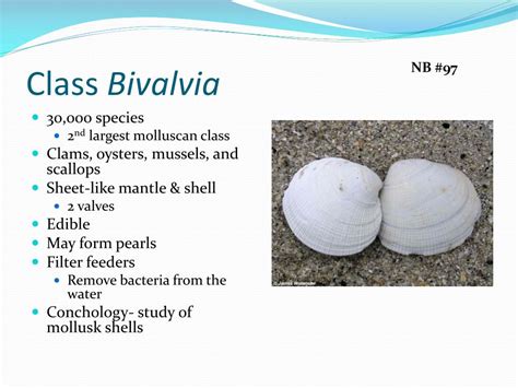 PPT - Phylum Mollusca PowerPoint Presentation, free download - ID:2190236