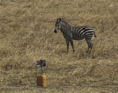 Zebra stripes not for camouflage, new study finds（画像あり）