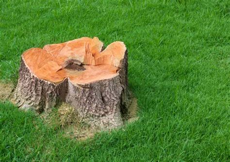 Stumped? The Ins and Outs of Stump Removal | Best Pick Reports