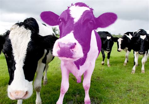 Being a purple cow - RDP Marketing