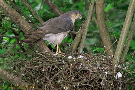 Sparrowhawk at nest photo WP11355