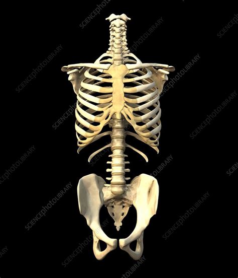 Torso skeleton - Stock Image - P116/0486 - Science Photo Library