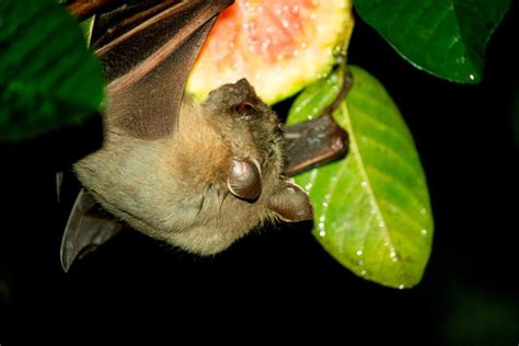 The Sweet Secret of Fruit Bats: A Healthy Sugar Diet Unveiled