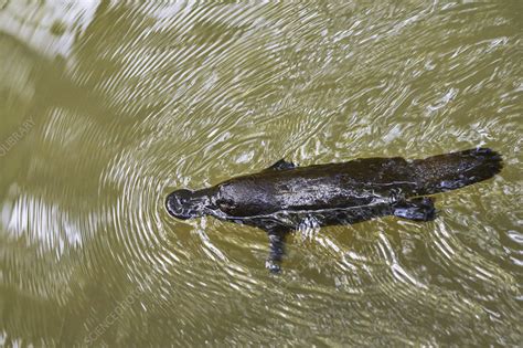 Platypus swimming - Stock Image - C048/6738 - Science Photo Library