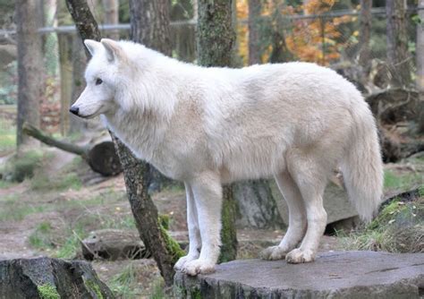 Introducir 75+ imagen razas de lobos blancos - Abzlocal.mx