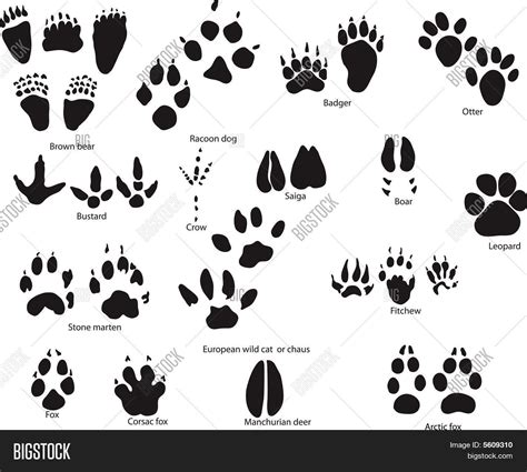 Animals Trail Set Vector & Photo | Bigstock