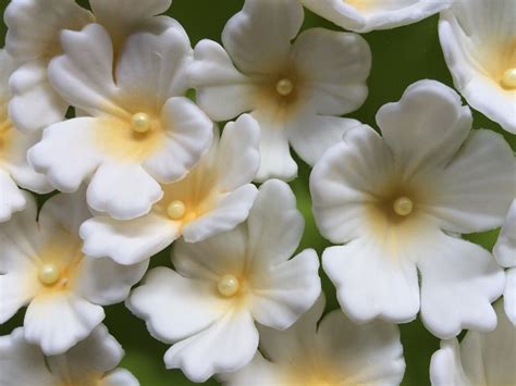 Edible flowers white spray in two sizes fondant flowers | Etsy