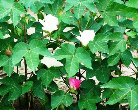 Sustainable Ag: A View from the Field: Cotton Fruit Staying Put: Could ...