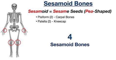 Types of Bones in the Human Body: Skeletal System Labeled Diagram and ...