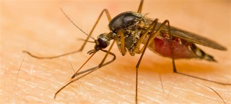 Mosquitoes: The Deadliest Animal in the World | Terminix Triad