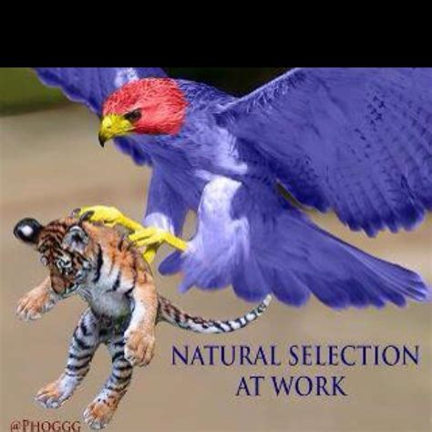 jayhawks eating tiger!!! | Rock Chalk Jayhawk | Pinterest | Tigers