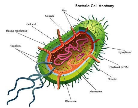 Unicellular Bacteria