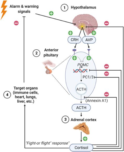 The hypothalamus-pituitary-adrenal axis in sepsis- and ...