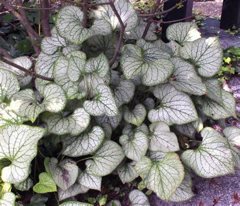 'Jack Frost' brunnera (Brunnera macrophylla 'Jack Frost')