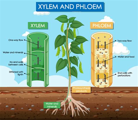 Diagram showing xylem and phloem plant 6611371 Vector Art at Vecteezy