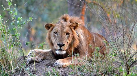 Lions of Gorongosa | Gorongosa National Park | Gorongosa Park | PBS