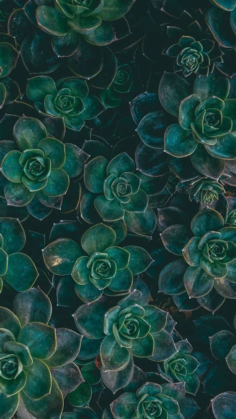 Pin by Andrea Martínez on urban jungle | Succulents wallpaper, Nature wallpaper, Chevron phone ...