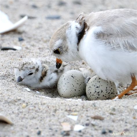 PIPING PLOVER ADORABLENESS OVERLOAD | Kim Smith Films