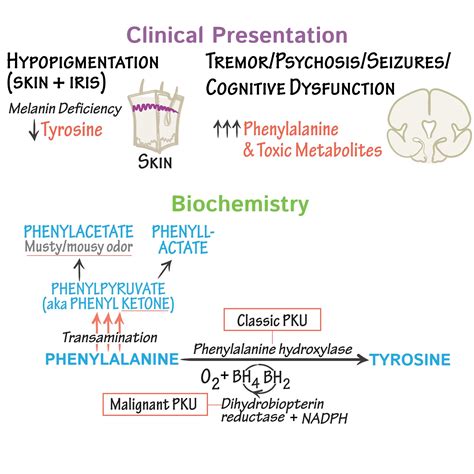 Pathology Glossary: Phenylketonuria | Draw It to Know It