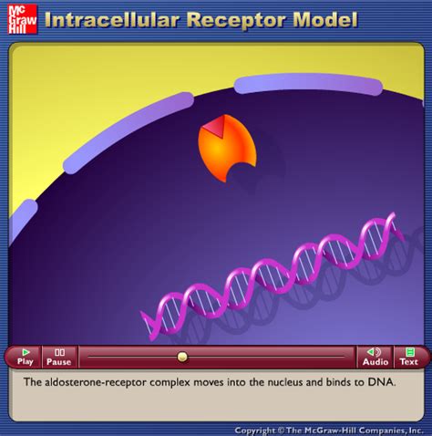 Intracellular Receptor Model - Play Online on Flash Museum 🕹️