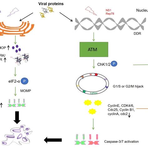 Schematic representation of different cell death pathways mediated by ...